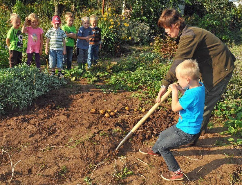 Erntezeit bei den Juniorrangern: Die Kartoffeln werden ausgegraben.