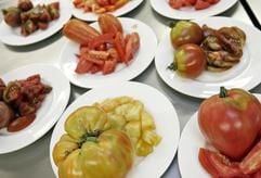 Verschiedene historische Tomatensorten liegen am Montag (14.08.2006) in Hamburg für die «Küchenparty» im Hotel Vier Jahreszeiten zur Zubereitung auf einem Tisch bereit. (Foto: dpa)