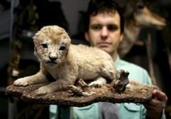 Der Zollbeamte Thomas Meister hält am Münchner Flughafen ein ausgestopftes Löwenbaby in den Händen. (Foto: dpa)