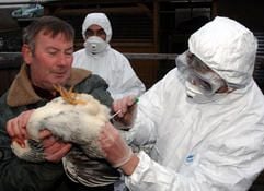 Der Geflügelzüchter Karl Heinz Päper (l) zeigt am Donnerstag (16.02.2006) in Venz bei Trent den Veterinär-Medizinern des Landkreises Rügen seine Zwerghühner. (Foto: dpa)