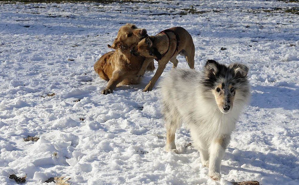 Hunde im Amselgrund. Das Foto entstand im März 2012, als Tierhalter auf ihr Problem aufmerksam machten.