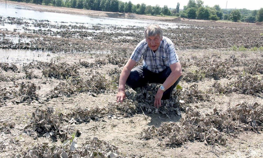 Alles vernichtet: Genossenschafts-Chef Helmut Körner hockt auf seinem Erdbeerfeld an der Henne.