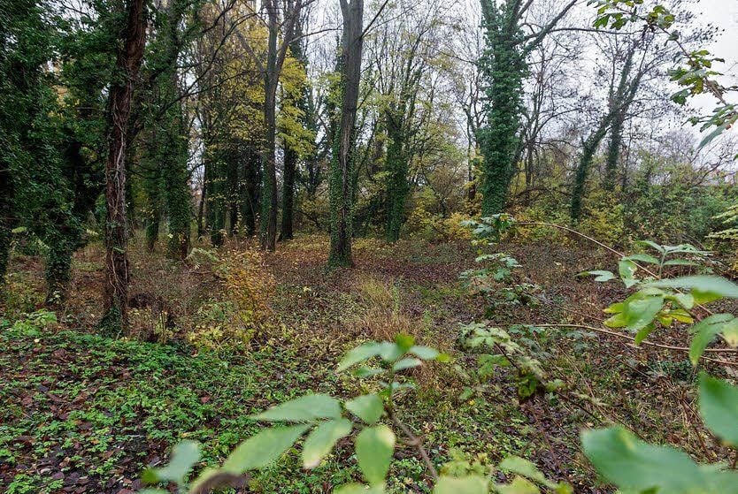 Der verwilderte Park ist derzeit für den Schlossverwalter ein Dorn im Auge. Er möchte ihn von der Gemeinde kaufen und wieder herrichten.
