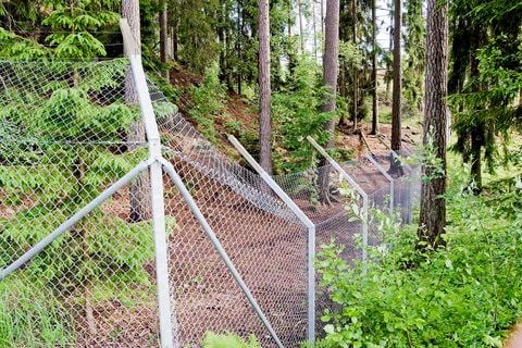 Wölfe im schwedischen Tierpark Kolmården haben eine Wärterin getötet. (FOTO: DPA)
