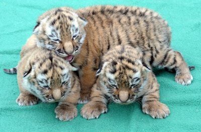 Amurtiger-Drillinge liegen im Leipziger Zoo eng beieinander. (FOTO: DPA)