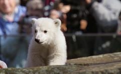 Von vielen Besuchern beobachtet geht Eisbär Knut am Samstag im Berliner Zoo durch das Bärengehege. (Foto: dpa)