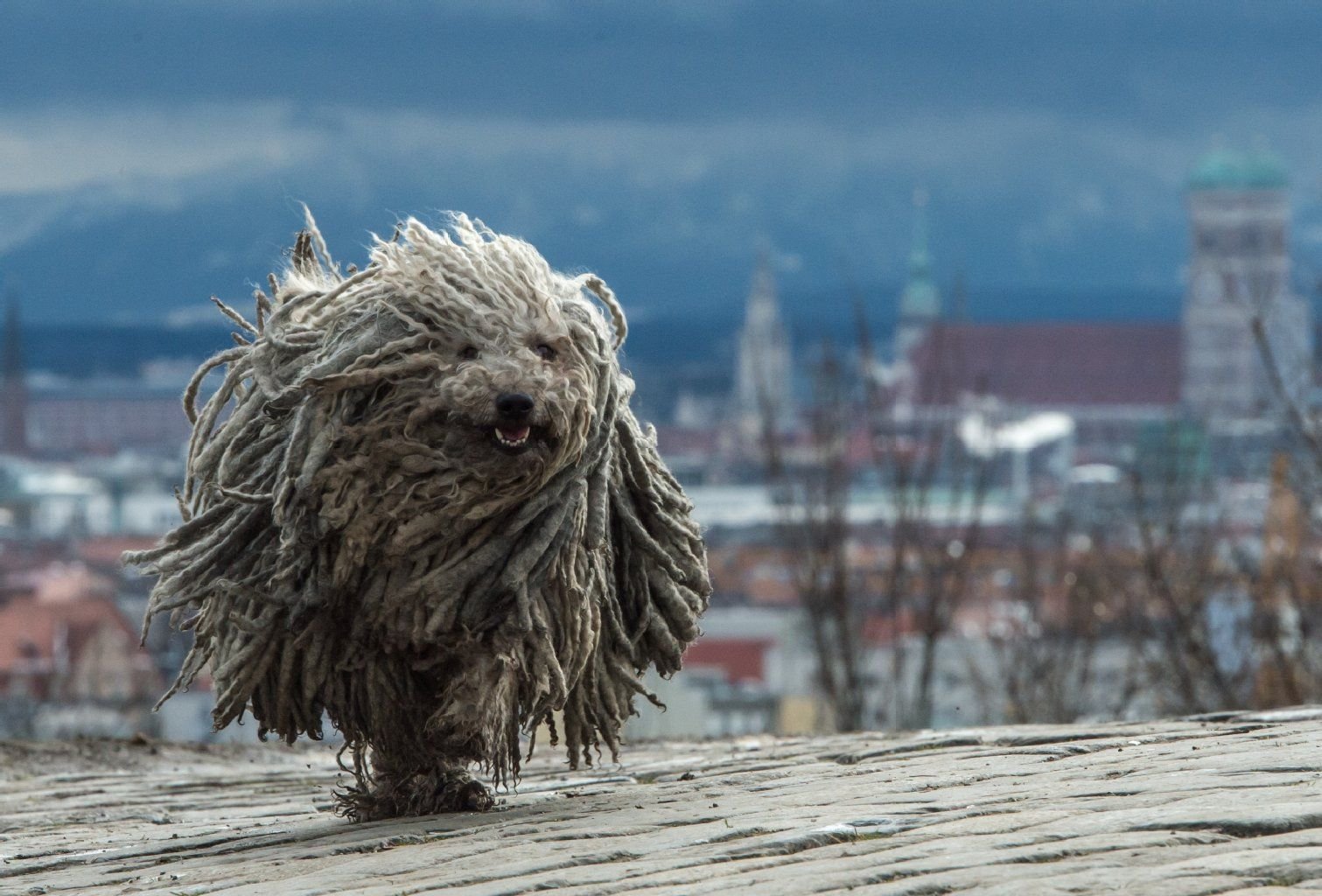 Ein ungarischer Hütehund