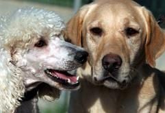 Rex, der Labrador (r.) und Meme, die Pudeldame, sind die Eltern der Labradoodles aus Israel. (Foto: dpa)