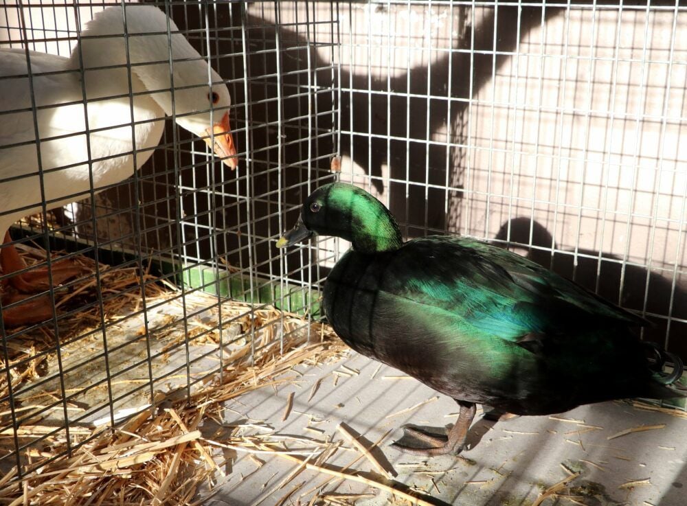 Käfignachbarn in Annaburg: eine böhmische Gans und eine Smaragdente