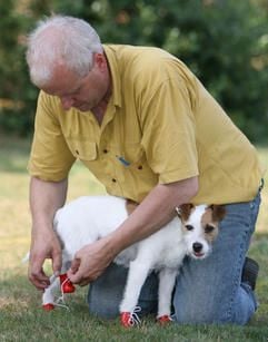 Wilhelm Fennen zieht dem Jack Russel Idefix in Bösel (Landkreis Cloppenburg) «Dog Boots» an. (Foto: dpa)