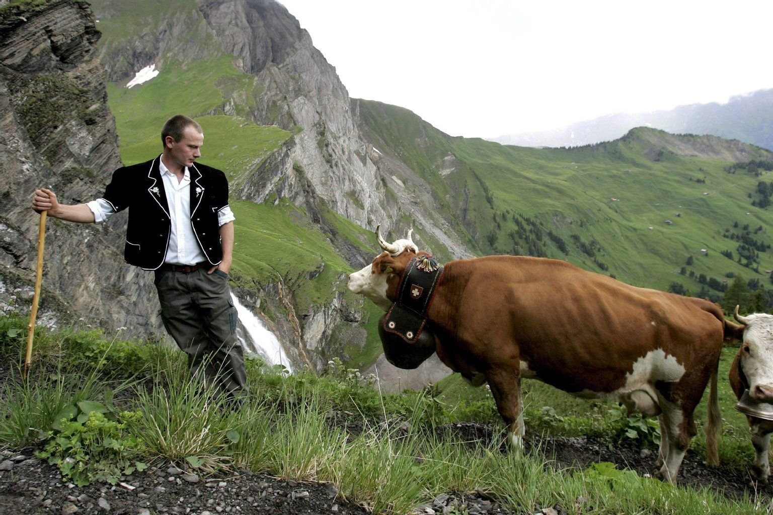 Ein Landwirt treibt seine Kühe von Adelboden, Schweiz, auf die Englialp, wo sie den Sommer verbringen.