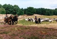 Nicht nur für Reiter - die landschaftliche Vielfalt der Lüneburger Heide können Urlauber auch bei Kutschfahrten erleben. (Foto: dpa)