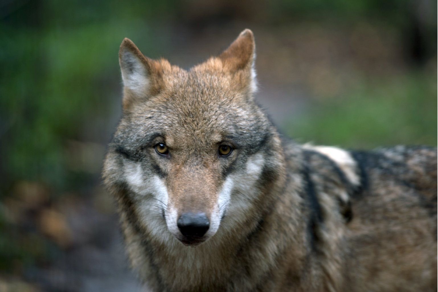 Ein Wolf im Wildgehege Moritzburg.