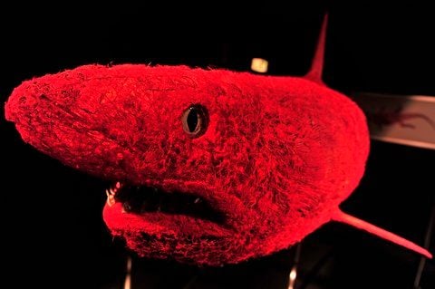 Ein plastinierter Hai, dessen Blutgefäße zu sehen sind, steht in Frankfurt am Main vor Beginn der Ausstellung «Körperwelten der Tiere» in der Wolfgang-Steubing-Halle des Senckenberg Naturmuseums. (FOTO: DPA)