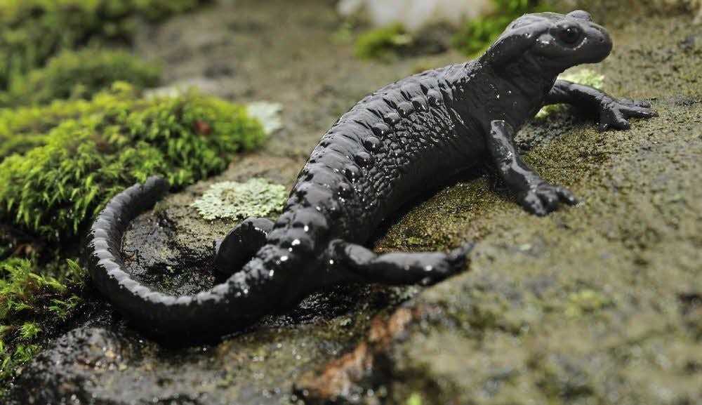 Nur wenn es feucht und warm ist, zeigt sich der sonst so scheue Alpensalamander dem Wanderer.