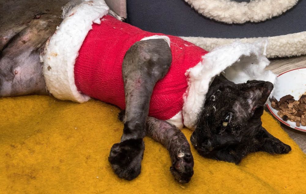 Kraftlos und mit einem riesigen Verband: die gequälte Katze aus Kreypau.