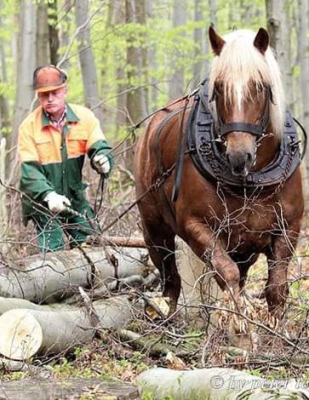 Braunschwende: Ein Pferd beim Holzrücken im Wald.