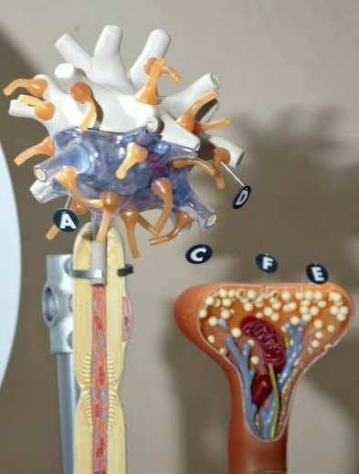 Das Modell einer Nervenzelle (Neuron) ist Bestandteil der Ausstellung.