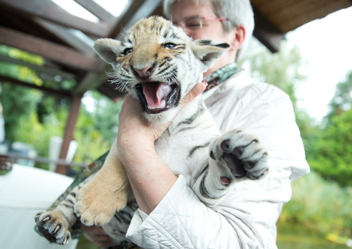 Inzwischen ist Tigerbaby Diego wieder ganz gesund - nur auf den Arm nehmen lässt er sich nicht besonders gerne.