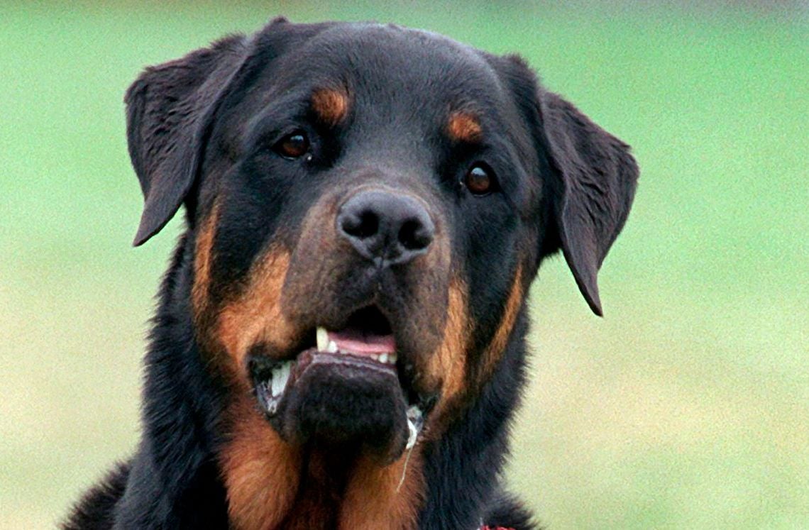 Ein Rottweiler.