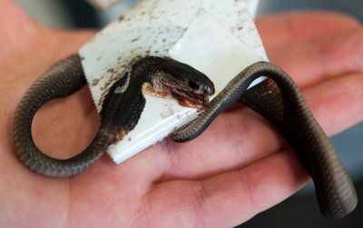 Ein Mitarbeiterin zeigt im Tierheim in Mülheim an der Ruhr eine tote Kobra. Das Jungtier ist drei Wochen nach seiner Flucht aus einem privaten Terrarium in Mülheim auf einem ausgelegten Klebestreifen verendet. (FOTO: DPA)