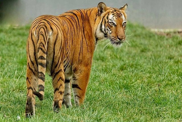 Die malaysische Tigerin „Momoe“ ist am Mittwoch nach einem Paarungsversuch im Zoo Halle verstorben.