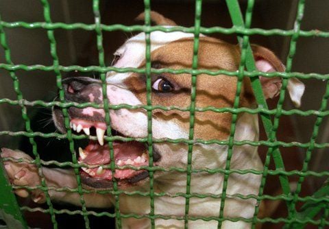 Bedrohlich fletscht Pitbull-Rüde «Jerry» in einem Tierheim die Zähne. (ARCHIVFOTO: DPA)