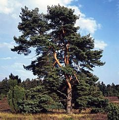 Die Wald-Kiefer (Pinus silvestris L.) ist in Berlin von einem Kuratorium zum «Baum des Jahres 2007» gekürt worden. (Foto: dpa)