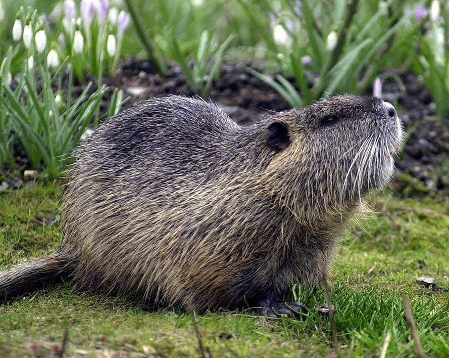 Süß aber in Lebensgefahr: Zwölf Nutrias an der Saale wurden im vergangenen Jahr abgeschossen. Folgen weitere?