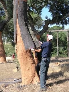 Ein Forsttechniker löst Kork vom Stamm einer Korkeiche bei Ponto de Sor im Alentejo-Gebiet nordöstlich von Lissabon. (Foto: dpa)
