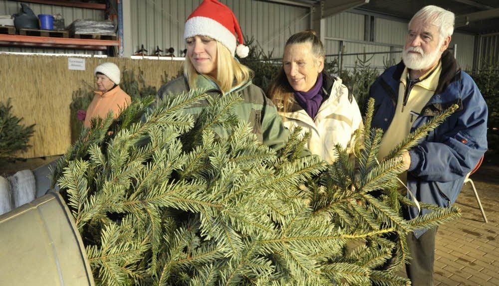 Christiane Tschiersch (links) sorgt dafür, dass der Baum von Helga und Günther Feigl auch gut die Reise nach Bernburg übersteht.