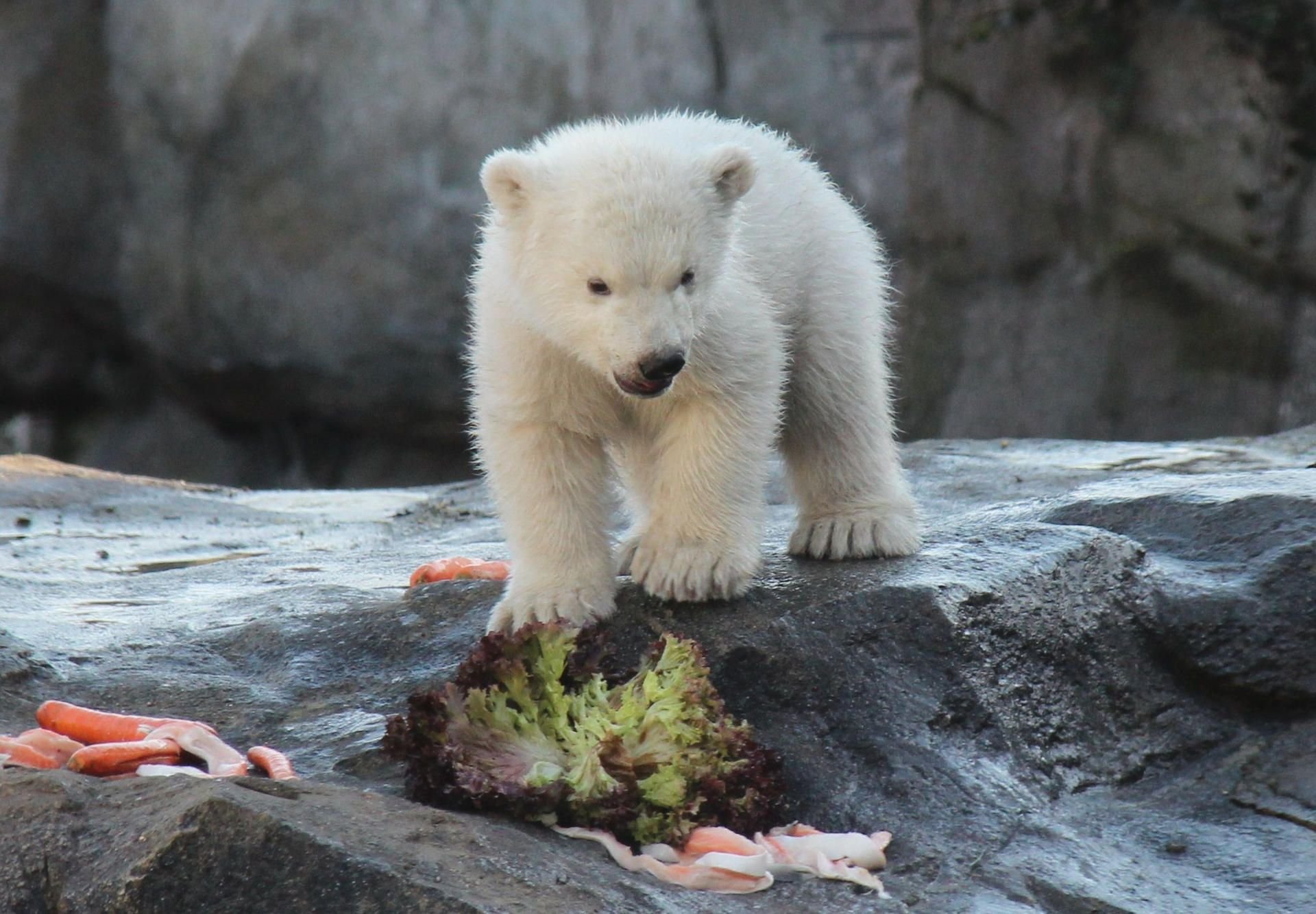 Das Eisbären-Baby bei seinem ersten Ausflug das Freigehege im Tiergarten Schönbrunn.