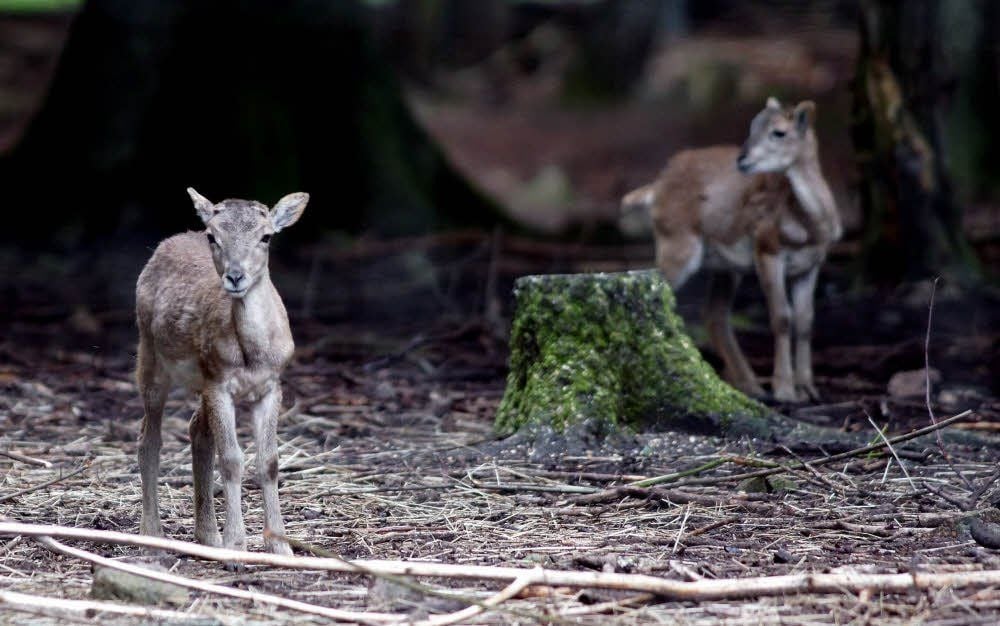 Natürlich gab es zum Tierparkfest auch große und kleine Tiere zu bestaunen.