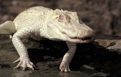 Weltweit sind etwa nur 50 Albino-Krokodile bekannt. (FOTO: DPA)