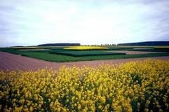 Feld mit „Gen-Raps“. Sachsen-Anhalt droht mit einer Verfassungsklagegegen das von der Bundesregierung geplante Gentechnikgesetz. (Foto: dpa)