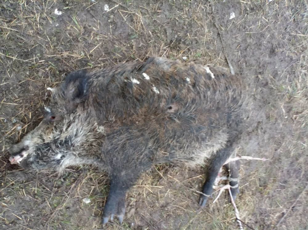In der „Großen Aue“ bei Bernburg wurde ein erschossenes Wildschwein gefunden.