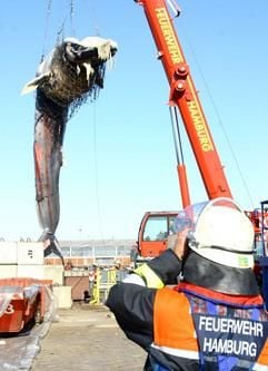 Ein von einer Schiffsschraube schwer zugerichteter toter Finnwal wird am Dienstag (14.10.2003) aus dem Hamburger Hafen gehievt worden. Der mindestens 12 Meter lange und 13,3 Tonnen schwere Kadaver war am Morgen im Wasser treibend aufgetaucht. Der Wal muss nach Angaben der Feuerwehr schon vor längerer Zeit verendet sein, denn der Körper war bereits teilweise verwest. An der Fundstelle am Bremer Kai roch es entsprechend faulig. Den Verletzungen nach muss das männliche Jungtier mit einem Schiff kollidiert und in die Schiffsschraube geraten sein. (Foto: dpa)