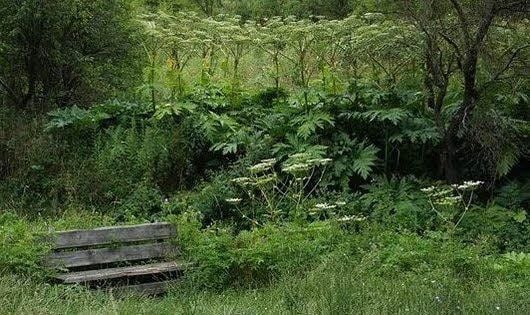 Bärenklau wuchert an vielen Stellen in und rund um Wimmelburg.