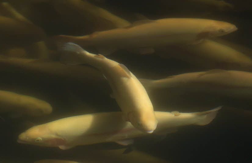 Der an einen Regenbogen erinnernde rote Streifen an den Seiten der Fische hat den Forellen einst ihren Namen gegeben.