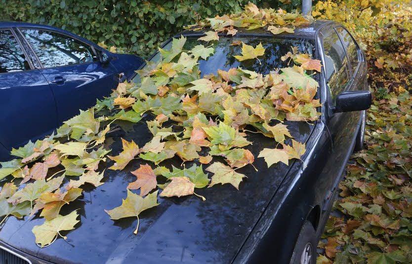 Der Herbst sorgt zuweilen auch auf geparkten Autos, hier in Jessen, für einen besonderen Belag.
