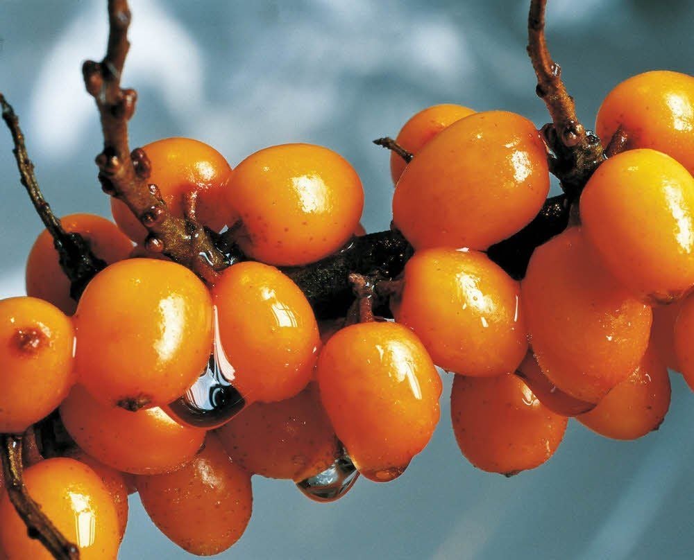 Ein Fest für die Augen und für den Gaumen: die leuchtend orangefarbenen Sanddornbeeren.