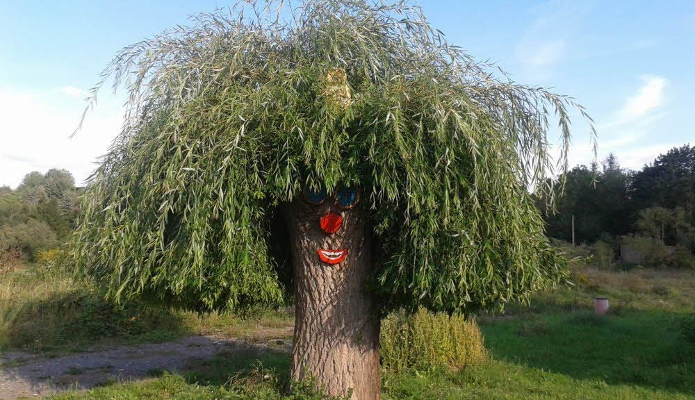 Das gesuchte Bild aus der vergangenen Woche: Die Weide im Sommer.