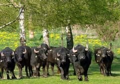 Als stark, stur und urig gelten die Wasserbüffel, die auf der Weide des Landgutes Chursdorf (Sachsen) mit ihren mächtigen Hörnern für ein imposantes Bild sorgen. Sie gehören zu einer Herde, die in den letzten Jahren auf 89 Tiere angewachsen ist. (Foto: dpa)