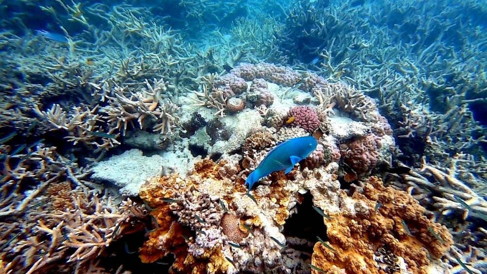 Hier ist das Great Barrier Reef noch intakt.