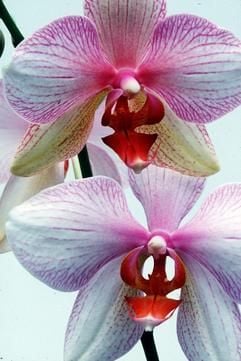 Prächtige Einsteiger-Orchidee: Die Phalaenopsis, auch als Malayenblume bekannt, signalisiert notfalls mit Hilfe ihrer Wurzeln, dass sie umgetopft werden möchte. (Foto: dpa)