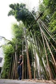 Der Riesenbambus in der Rosenthaler Straße in Berlin-Mitte. Gut 20 Meter lang, etwa sechs Meter breit und bis zu 15 Meter hoch erstreckt sich das Naturphänomen. (Foto: dpa)
