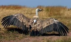 Der auf den Namen «Fulvio» getaufte Gänsegeier (Gyps fulvus) schaut sich bei Baumholder vor seinem Flug in die Freiheit ein letztes Mal um. Auch in Deutschland sind inzwischen Dutzende Gänsegeier eingetroffen. (Foto: dpa)