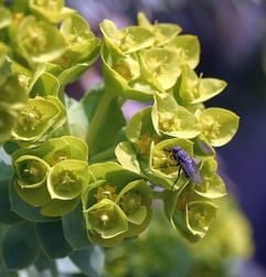 Ein ursprünglich in Südeuropa beheimatetes gelb blühendes Wolfsmilchgewächs (Euphorbia myrsinites). Sie breiten sich über Steinmauern aus oder ragen in die Höhe, ihre Blätter sind grau-grün oder rötlich, ihre Blüten zart-gelb oder auch leuchtend rot. Dank ihrer Pflegeleichtigkeit halten Wolfsmilchgewächsen (Euphorbien) zunehmend Einzug in heimische Gärten. (Foto: ddp)