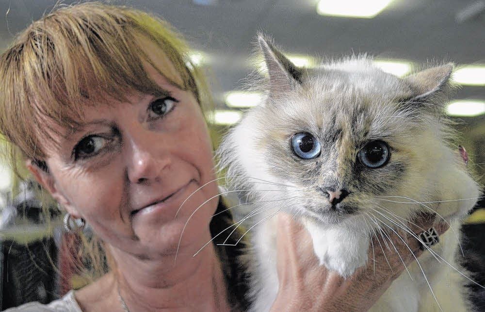 Sabine Süß aus Hettstedt stellte ihre zwei Jahre alte Birma-Katze „Helena“ erstmals den Kampfrichtern vor. Die Rassekatze wurde auf Anhieb Champion.
