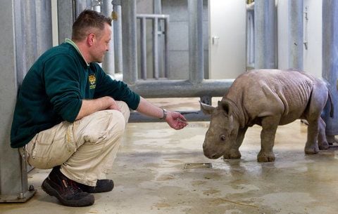 Tierpfleger Torsten Haupt nimmt Kontakt zum jungen Nashorn Mala im Zoologischen Garten in Magdeburg auf. (ARCHIVFOTO: DPA)